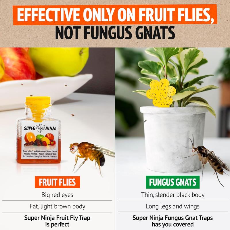 Fruit Fly Trap